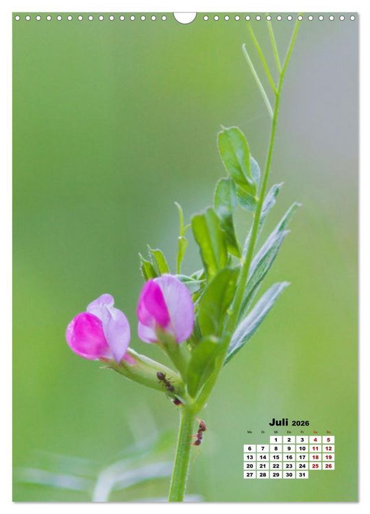 Produktbild: Spa&szlig; mit bunten Bl&uuml;mchen (Wandkalender 2026 DIN A3 hoch), CALVENDO Monatskalender