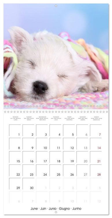Produktbild: Sleeping Puppies (Wall Calendar 2026 12 &times; 12 Inch) CALVENDO 12 Month Wall Calendar