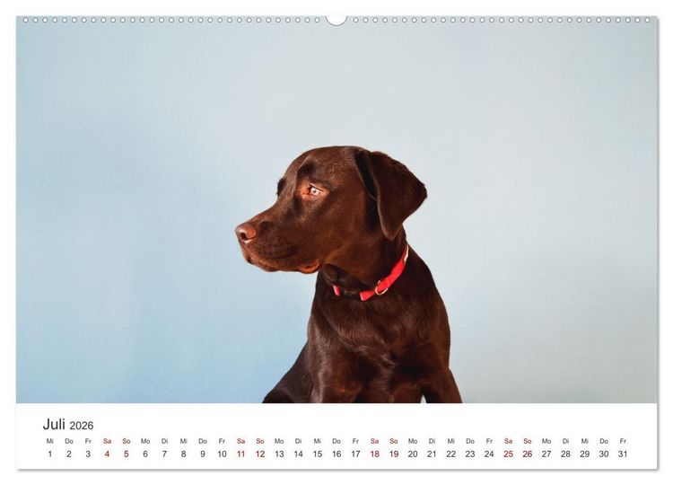 Produktbild: Labrador - Der Vierbeiner in Szene gesetzt. (Wandkalender 2026 DIN A2 quer), CALVENDO Monatskalender