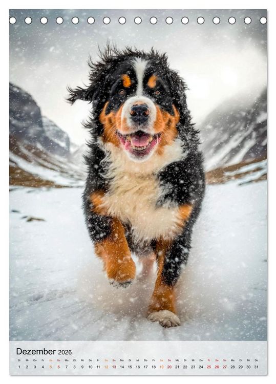 Produktbild: Berner Sennenhund - gutm&uuml;tig und treu (Tischkalender 2026 DIN A5 hoch), CALVENDO Monatskalender