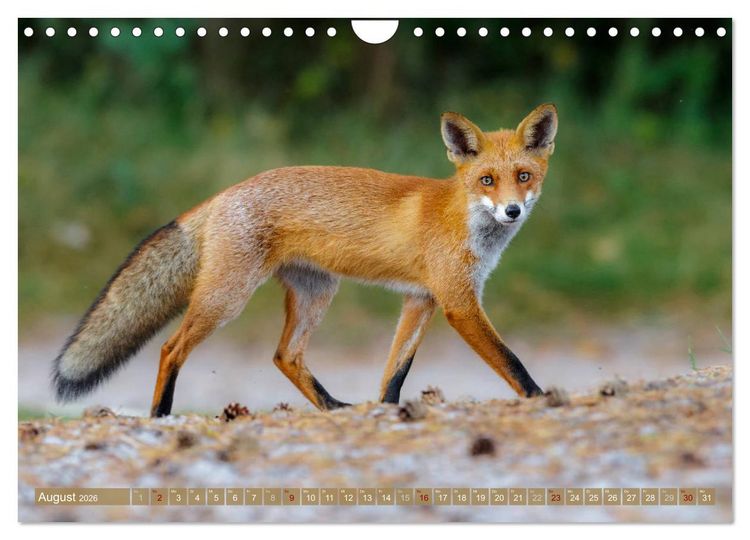 Produktbild: Wilder Dar&szlig; - Fuchs, Hirsch und Co. 2026 (Wandkalender 2026 DIN A4 quer), CALVENDO Monatskalender