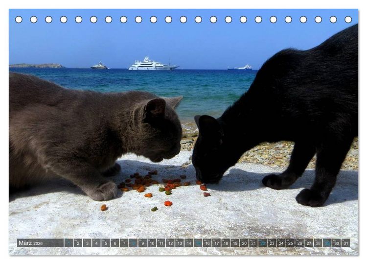 Produktbild: SAMTPFOTEN auf Mykonos (Tischkalender 2026 DIN A5 quer), CALVENDO Monatskalender