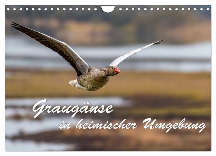 Produktbild: Graug&auml;nse in heimischer Umgebung (Wandkalender 2026 DIN A4 quer), CALVENDO Monatskalender