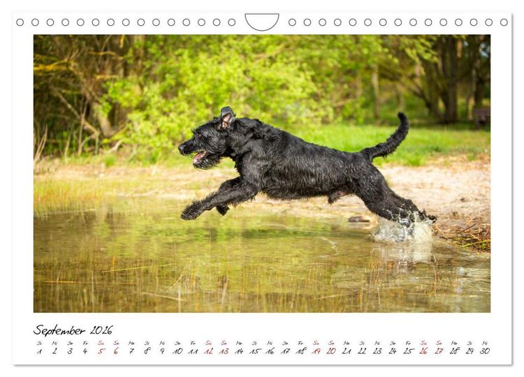 Produktbild: Mit dem Riesenschnauzer durch das Jahr (Wandkalender 2026 DIN A4 quer), CALVENDO Monatskalender