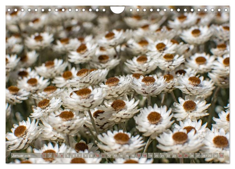 Produktbild: Fynbos - Die einzigartige Flora S&uuml;dafrikas (Wandkalender 2026 DIN A4 quer), CALVENDO Monatskalender