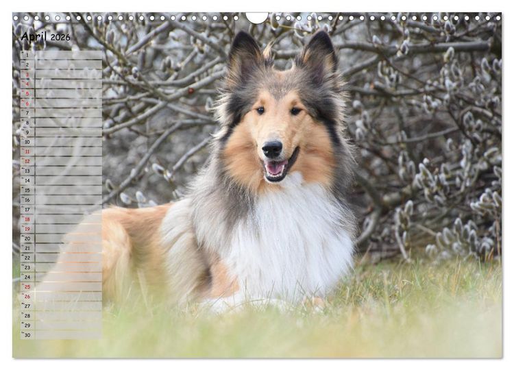 Produktbild: Highland Hawk Fame - Ein Collie begleitet durch das Jahr (Wandkalender 2026 DIN A3 quer), CALVENDO Monatskalender