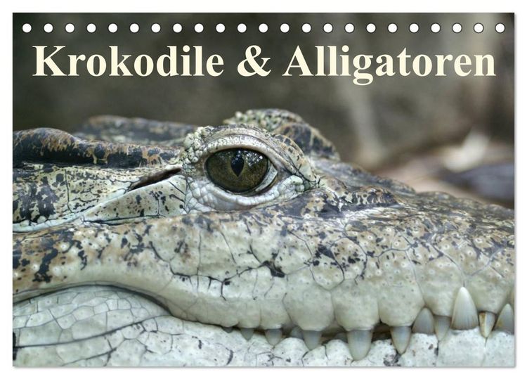 Produktbild: Krokodile & Alligatoren (Tischkalender 2026 DIN A5 quer), CALVENDO Monatskalender