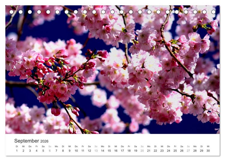 Produktbild: Kirschbl&uuml;tentraum (Tischkalender 2026 DIN A5 quer), CALVENDO Monatskalender