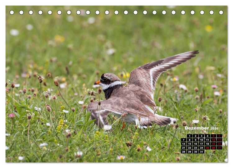 Produktbild: Die Vogelwelt der &Auml;u&szlig;eren Hebriden (Tischkalender 2026 DIN A5 quer), CALVENDO Monatskalender