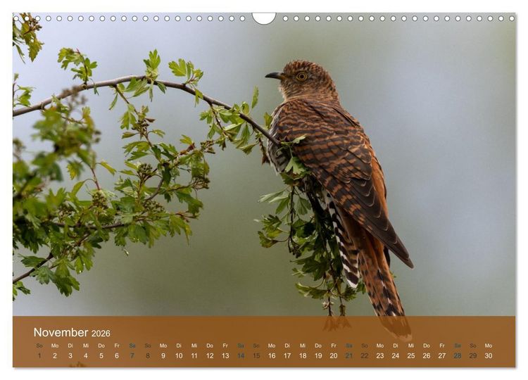 Produktbild: Kuckuck,Kuckuck,rufts aus dem Wald (Wandkalender 2026 DIN A3 quer), CALVENDO Monatskalender
