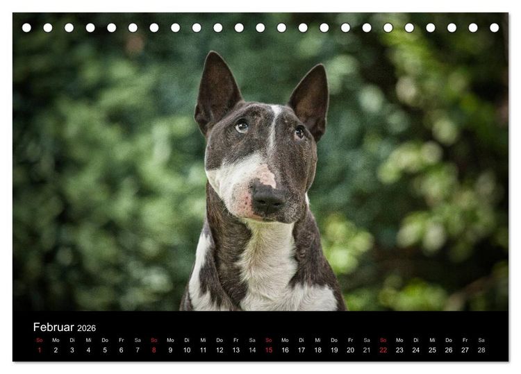 Produktbild: Bullterrier (Tischkalender 2026 DIN A5 quer), CALVENDO Monatskalender