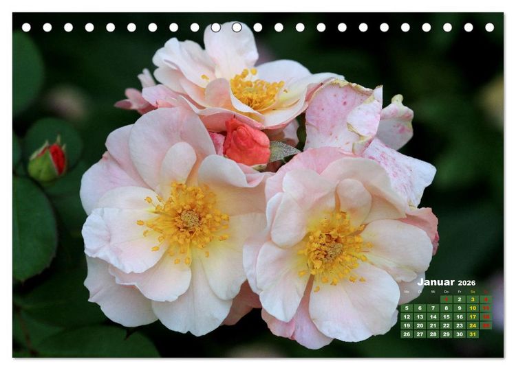 Produktbild: Sommerliche Bl&uuml;tentr&auml;ume (Tischkalender 2026 DIN A5 quer), CALVENDO Monatskalender