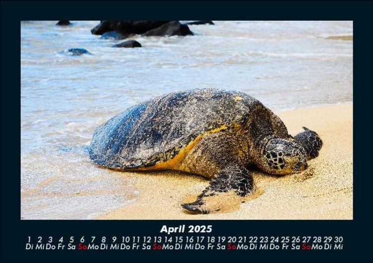Produktbild: Schildkr&ouml;tenzauber 2025 Fotokalender DIN A5