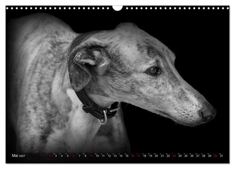 Produktbild: Galgo Espa&ntilde;ol - der spanische Windhund 2027 (Wandkalender 2027 DIN A3 quer), CALVENDO Monatskalender