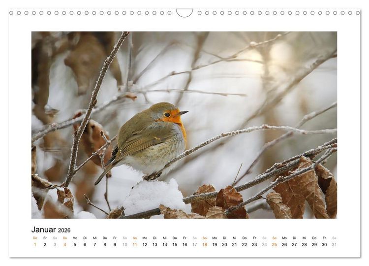 Produktbild: Zauberhafte Rotkehlchen (Wandkalender 2026 DIN A3 quer), CALVENDO Monatskalender