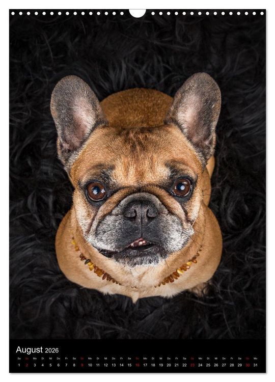 Produktbild: Bullyzauber - Franz&ouml;sische Bulldoggen (Wandkalender 2026 DIN A3 hoch), CALVENDO Monatskalender