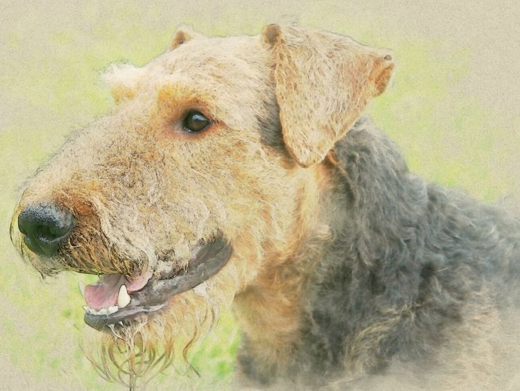 Produktbild: CALVENDO Puzzle Ein Motiv aus dem Kalender Airedale Terrier 2017 | 1000 Teile Lege-Gr&ouml;&szlig;e 64x48cm Foto-Puzzle f&uuml;r gl&uuml;ckliche Stunden