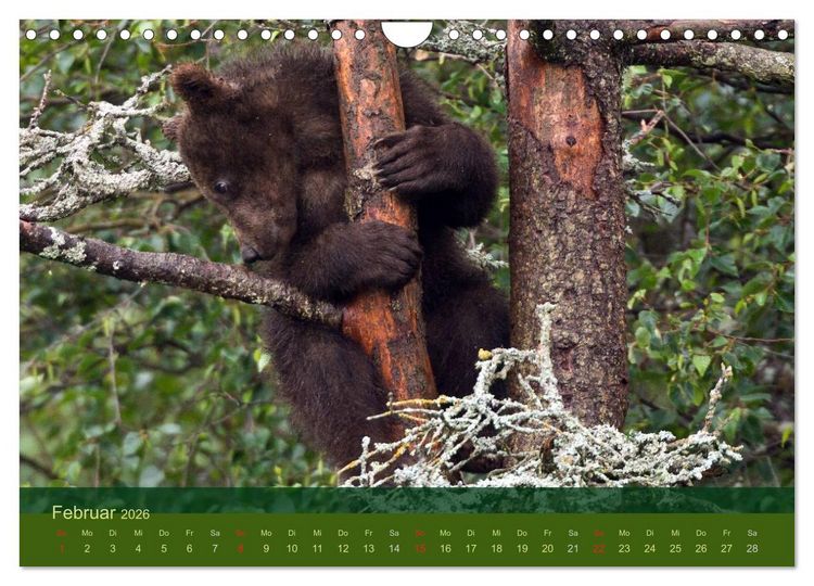Produktbild: Der B&auml;renkalender 2026 (Wandkalender 2026 DIN A4 quer), CALVENDO Monatskalender