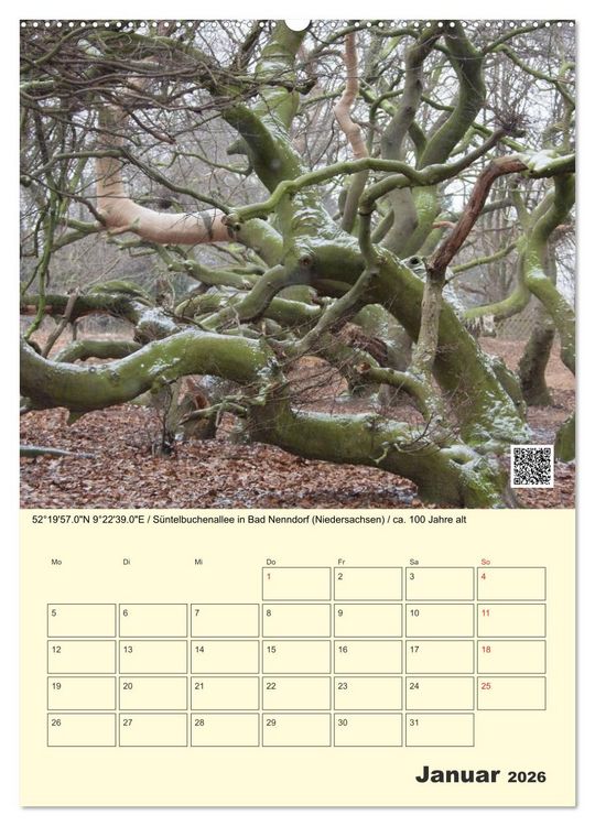 Produktbild: Uralt - Mit QR-Code und GPS zu alten B&auml;umen (Wandkalender 2026 DIN A2 hoch), CALVENDO Monatskalender