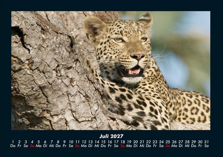 Produktbild: Der Tierkalender 2027 Fotokalender DIN A4