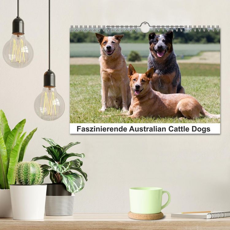 Produktbild: Faszinierende Australian Cattle Dogs (Wandkalender 2026 DIN A4 quer), CALVENDO Monatskalender