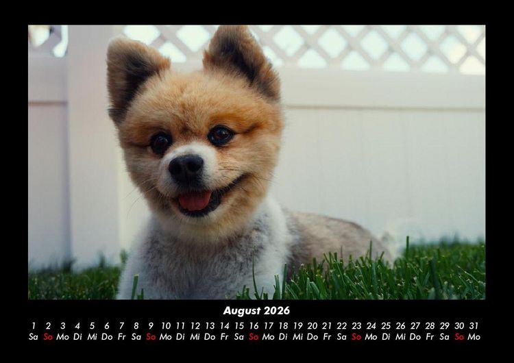 Produktbild: Der Hundekalender 2026 Fotokalender DIN A3