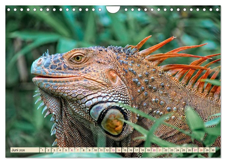Produktbild: Wundersch&ouml;ner Leguan (Wandkalender 2026 DIN A4 quer), CALVENDO Monatskalender