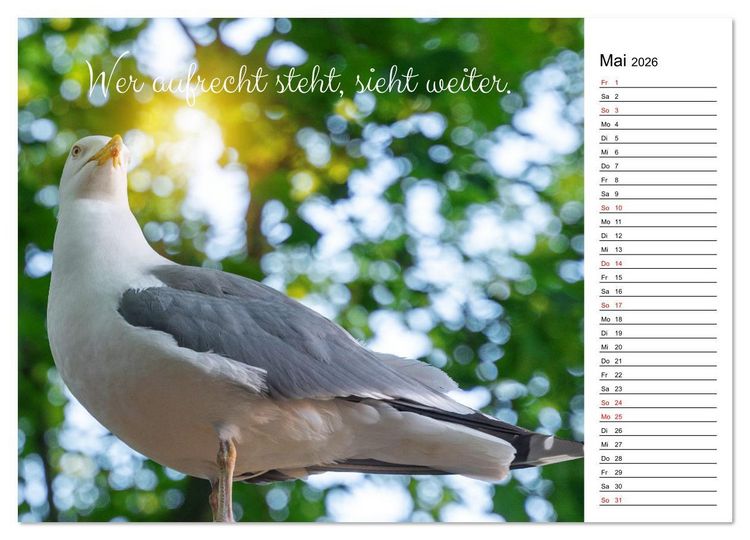 Produktbild: Lebensweisheiten der M&ouml;we - Im Flug des Lebens (Wandkalender 2026 DIN A2 quer), CALVENDO Monatskalender