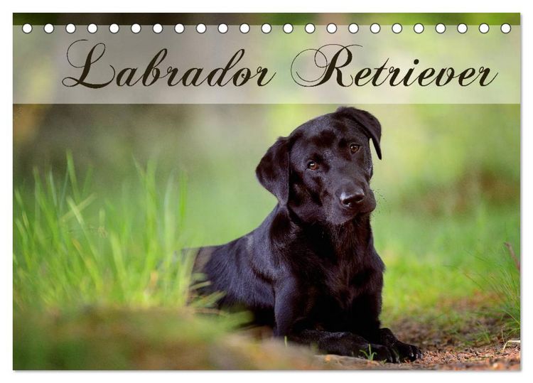 Produktbild: Labrador Retriever (Tischkalender 2026 DIN A5 quer), CALVENDO Monatskalender