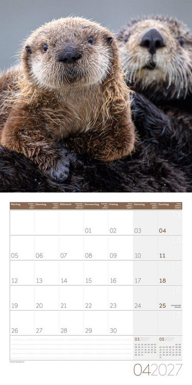Produktbild: Otter Kalender 2027 - 30x30 - Art12