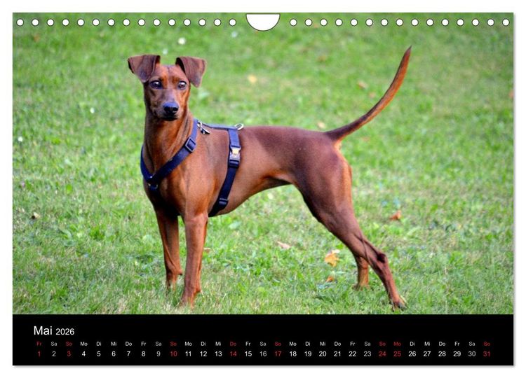 Produktbild: Deutscher Pinscher (Wandkalender 2026 DIN A4 quer), CALVENDO Monatskalender