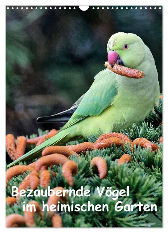 Produktbild: Bezaubernde V&ouml;gel im heimischen Garten (Wandkalender 2026 DIN A3 hoch), CALVENDO Monatskalender