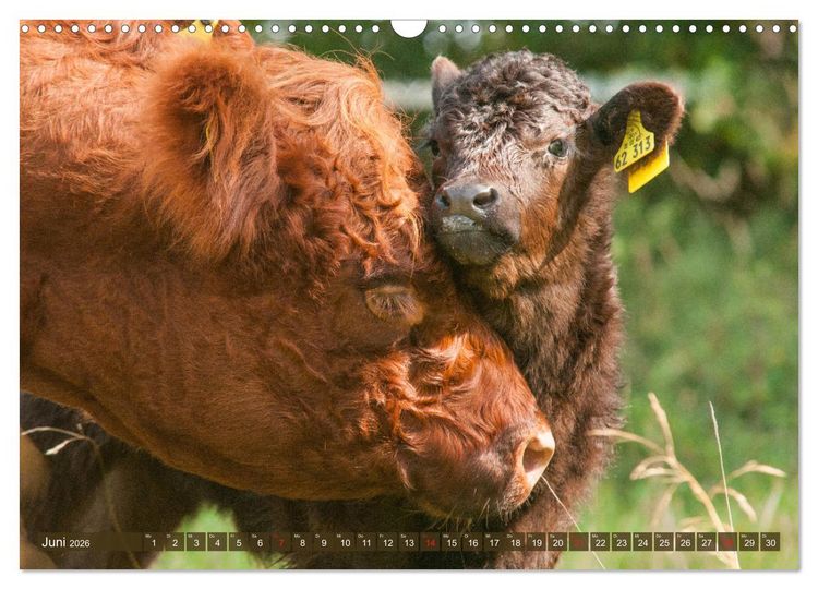 Produktbild: Galloway K&auml;lbchen - Liebenswert und lockig (Wandkalender 2026 DIN A3 quer), CALVENDO Monatskalender