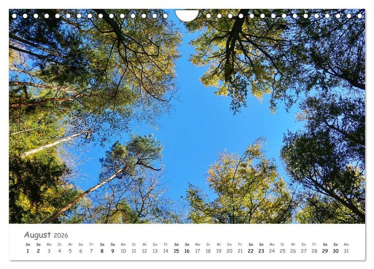 Produktbild: Wald - bezaubernde W&auml;lder (Wandkalender 2026 DIN A4 quer), CALVENDO Monatskalender