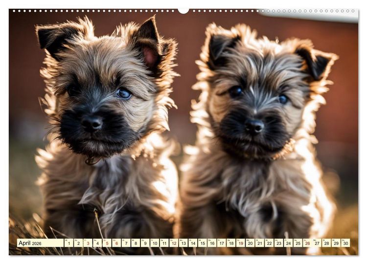 Produktbild: Cairn Terrier - lustiges Raubein aus Schottland (Wandkalender 2026 DIN A2 quer), CALVENDO Monatskalender