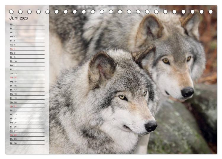 Produktbild: W&ouml;lfe. Graue Eminenzen (Tischkalender 2026 DIN A5 quer), CALVENDO Monatskalender