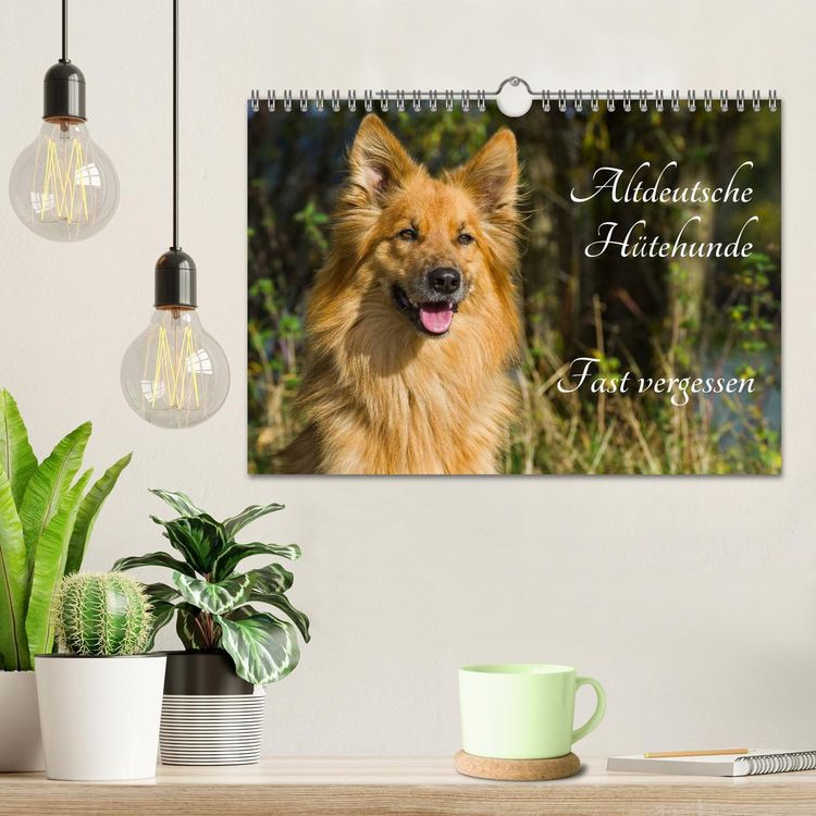 Produktbild: Altdeutsche H&uuml;tehunde - Fast vergessen (Wandkalender 2026 DIN A4 quer), CALVENDO Monatskalender