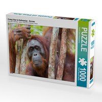 Produktbild: CALVENDO Puzzle Orang Utan in Kalimantan - Borneo | 1000 Teile Lege-Gr&ouml;&szlig;e 64x48cm Foto-Puzzle f&uuml;r gl&uuml;ckliche Stunden