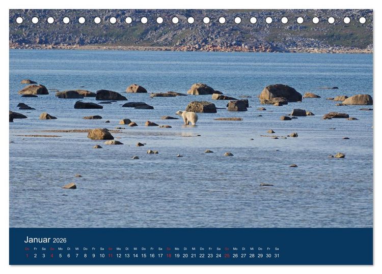Produktbild: Das Leben der etwas "anderen" Eisb&auml;ren! (Tischkalender 2026 DIN A5 quer), CALVENDO Monatskalender