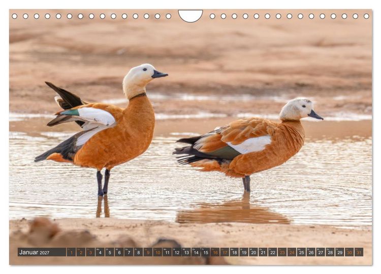 Produktbild: Die sch&ouml;nsten Brutv&ouml;gel Lanzarotes (Wandkalender 2027 DIN A4 quer), CALVENDO Monatskalender