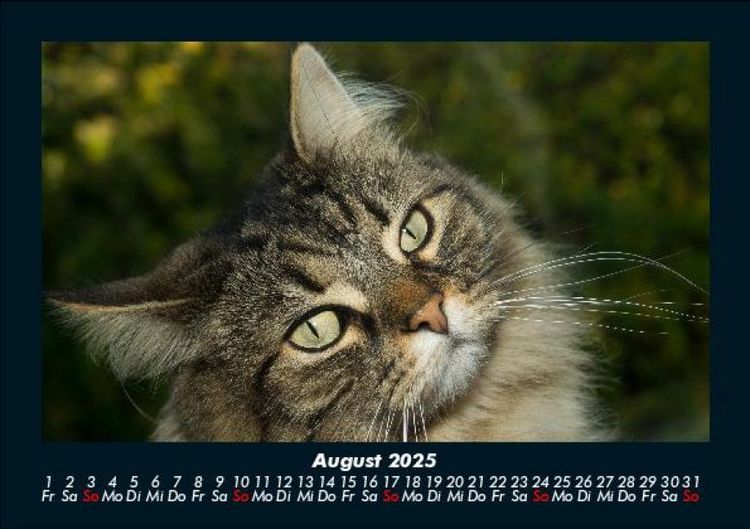 Produktbild: F&uuml;r Katzenfreunde 2025 Fotokalender DIN A5