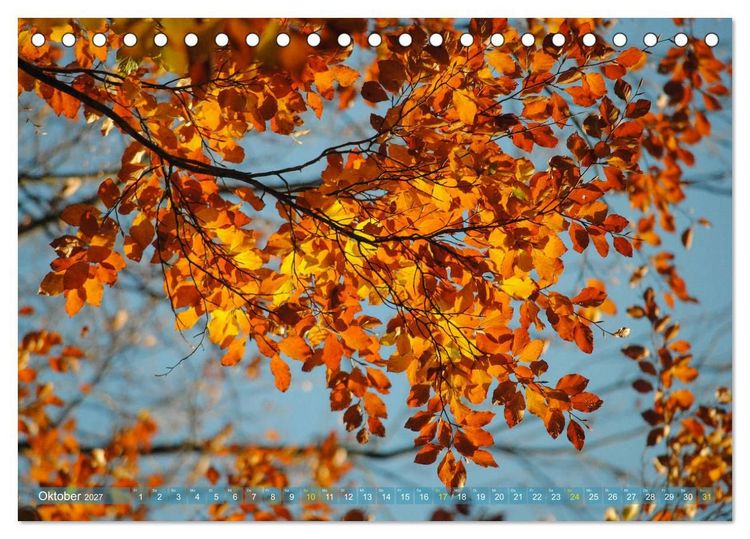 Produktbild: Spaziergang im Wald (Tischkalender 2027 DIN A5 quer), CALVENDO Monatskalender