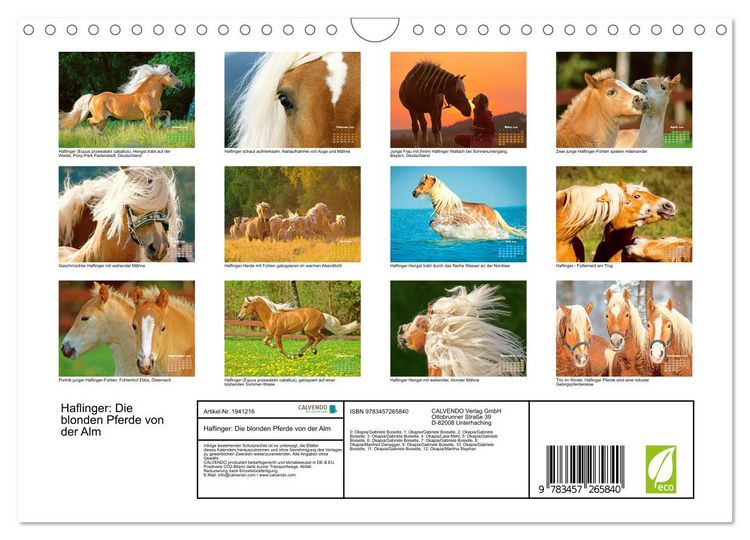 Produktbild: Haflinger: Die blonden Pferde von der Alm (Wandkalender 2026 DIN A4 quer), CALVENDO Monatskalender