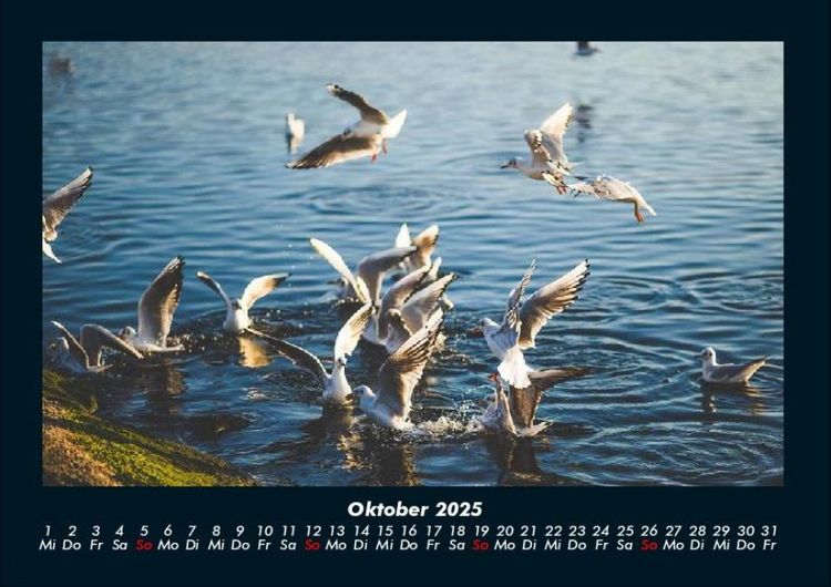Produktbild: M&ouml;wen 2025 Fotokalender DIN A4
