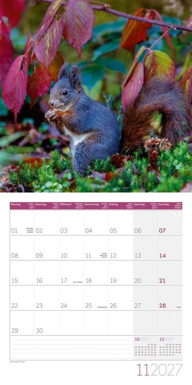 Produktbild: Eichh&ouml;rnchen Kalender 2027 - 30x30 - Art12