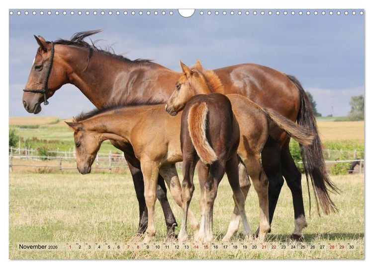 Produktbild: Quarter Horses - Die gr&ouml;&szlig;te Zuchtbuchrasse der Welt (Wandkalender 2026 DIN A3 quer), CALVENDO Monatskalender