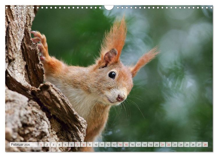 Produktbild: Besondere Augenblicke mit Eichh&ouml;rnchen (Wandkalender 2026 DIN A3 quer), CALVENDO Monatskalender