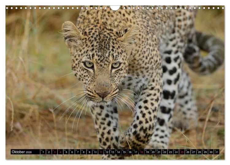 Produktbild: Faszination Afrika: Der Leopard (Wandkalender 2026 DIN A3 quer), CALVENDO Monatskalender