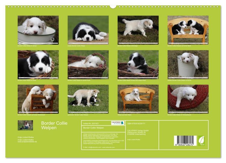 Produktbild: Border Collie Welpen (hochwertiger Premium Wandkalender 2026 DIN A2 quer), Kunstdruck in Hochglanz