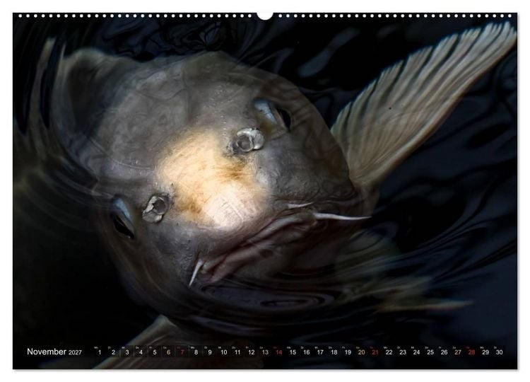 Produktbild: Nishikigoi &ndash; Koikarpfen in ihrer Welt (Wandkalender 2027 DIN A2 quer), CALVENDO Monatskalender
